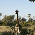 DSCF6616